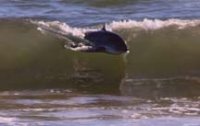 Gigantic Surf avatar