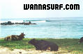 foto de surf