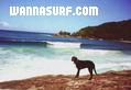 foto de surf